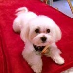 Sienna’s Pampered Pets