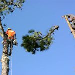 LAWN CARE & TREE SERVICES
